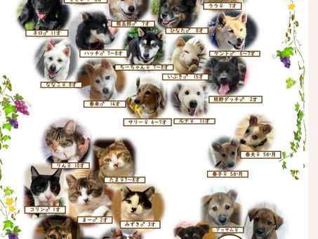 9月家族募集🐕🐈紹介ポスター