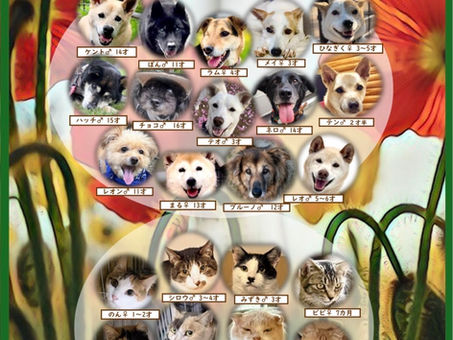 今月のご家族募集🐕️🐈️