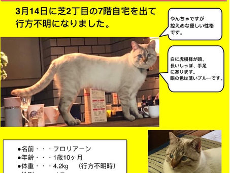 🔷迷子猫、フロリアーンくん拡散のお願い🔷