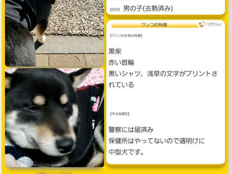 🔷迷子犬、にっち君拡散のお願い🔷