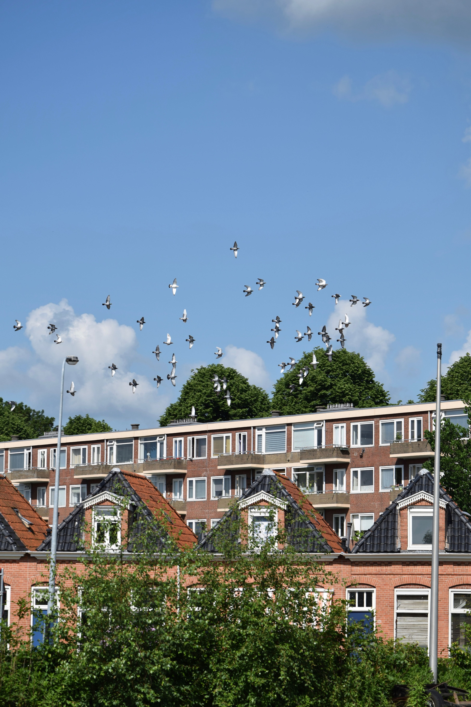 oosterpark_frans_geubel (48)