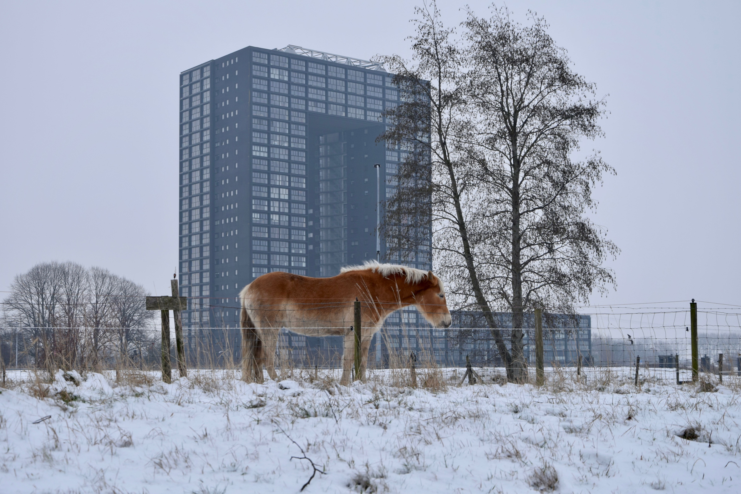 frans_geubel_2019_jan_febr (13)