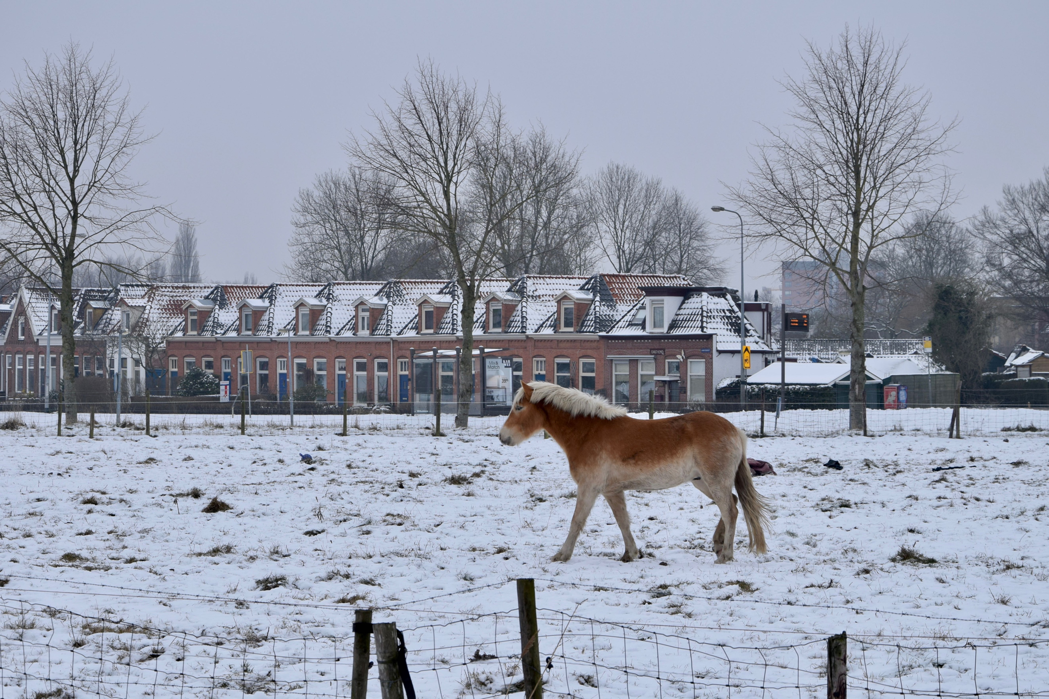 frans_geubel_2019_jan_febr (9)