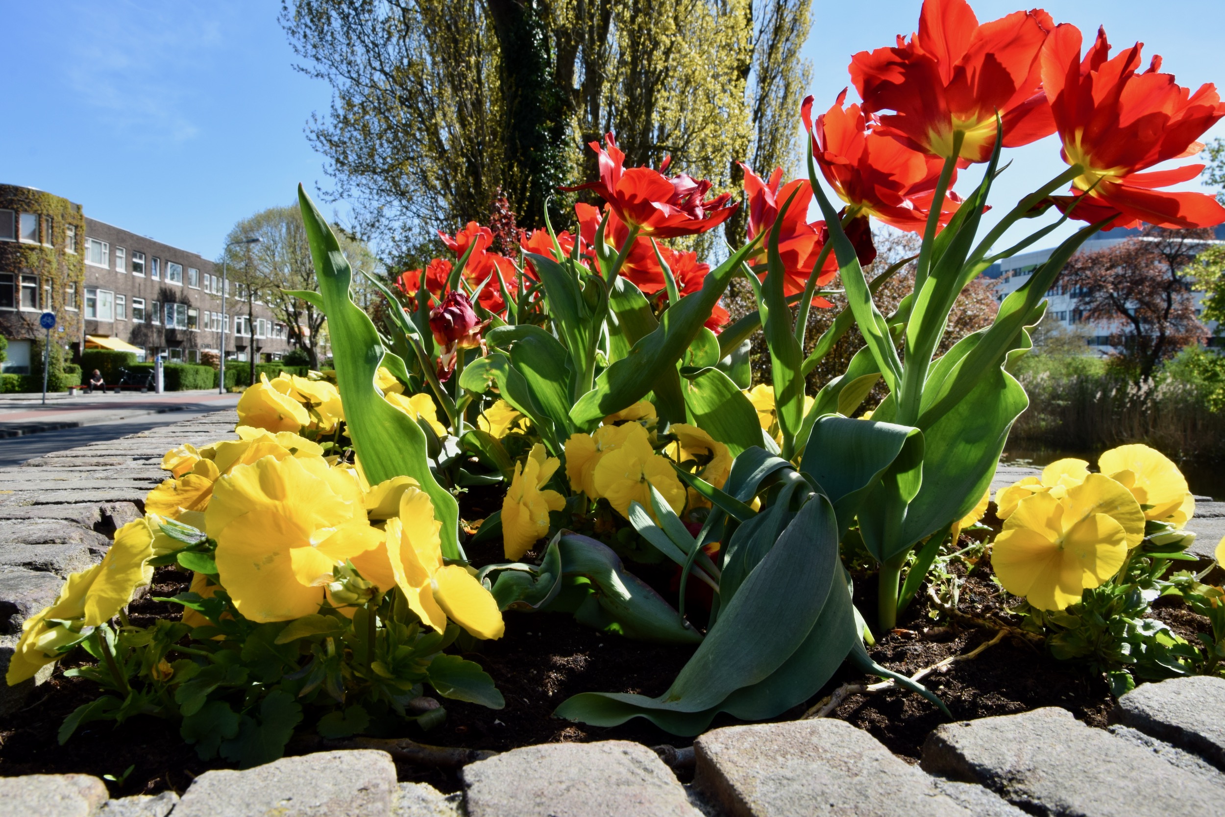 frans_geubel_mei2020 (7)