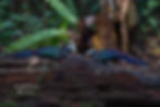 Bornean Ground Cuckoo