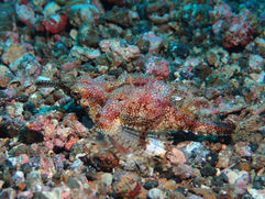 Dragon Sea Moth (Eurypegasus draconis) Lembeh, Sulawesi, Lembeh Divers Lodge, Indonesia, Adi & Mala, throughthelens.co