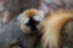 Red Fronted Lemur
