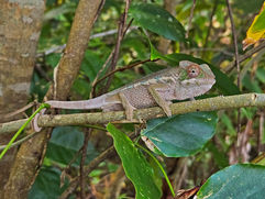 Madagascar, nature Throughthelens.co, 
Adi & Mala
