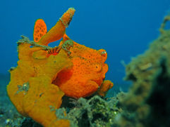Painted Frogfish (Antennarius pictus), Lembeh, Sulawesi, Lembeh Divers Lodge, Indonesia, Adi & Mala, throughthelens.co