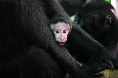 Sulawesi, Indonesia, nature, throughthelens.co, Adi & Mala