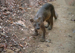 Madagascar, nature Throughthelens.co, 
Adi & Mala