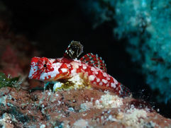 Sabah, Sipadan, Borneo, Diving, Throughthelens.co, Mala&Adi