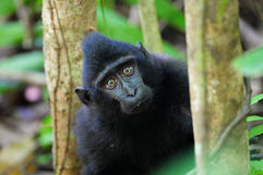 Sulawesi, Indonesia, nature, throughthelens.co, Adi & Mala