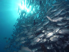 Sabah, Sipadan, Borneo, Diving, Throughthelens.co, Mala&Adi