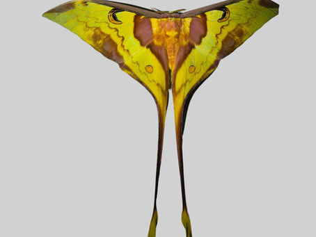 "Mothing", oder die Beobachtung von Motten