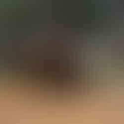 These are my 2 Donkeys that I adopted - Jack and Cocoa