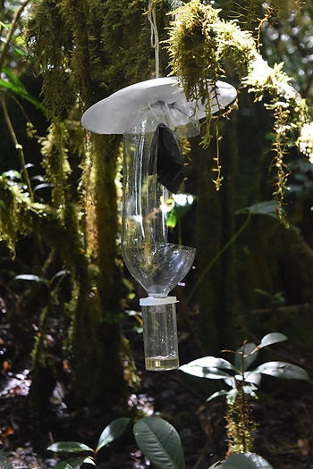 bark beetle trap CR.jpg