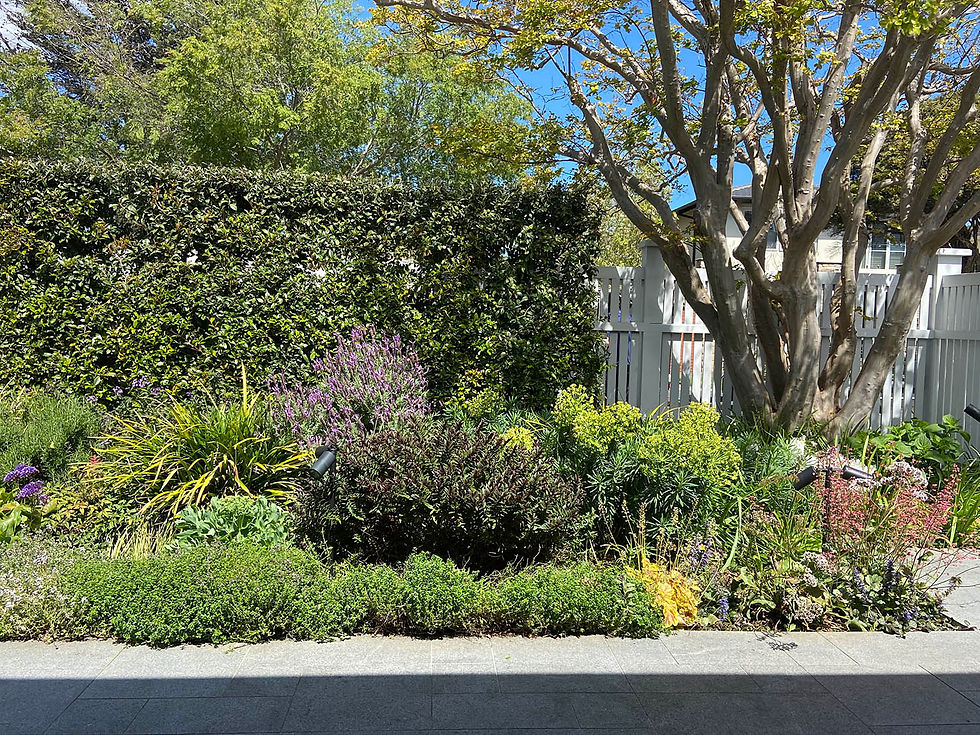 Brighton Front Yards