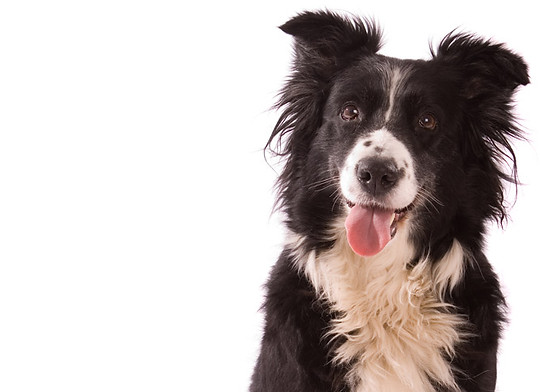 Adopt a Dog, Adopt a Cat, Shelby County Humane Society, Alabama Adopt a Dog, Adopt a Cat, Shelby County Humane Society, Alabama