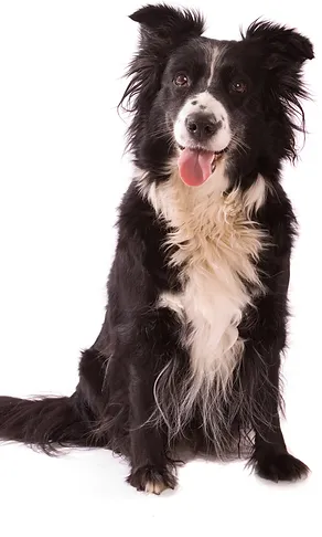 Animal Rescue Pawsitively Purrfect Rescue Pennsylvania