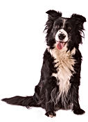 Black and white dog with tongue out
