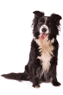 Hund