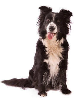 Dog training services