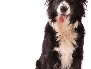 How your car can become like an oven to a dog even when it doesn’t feel warm outside
