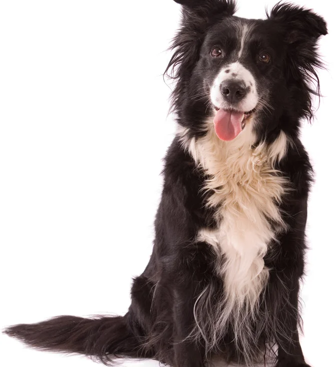 Creature Comforts Dog Boarding Orpington Dog Walking Kent