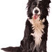 Croquettes pour chien pas chère hendrik de poorterer mons , colfontaine , boussu , jurbise , saint ghislain , hornu ,hainaut