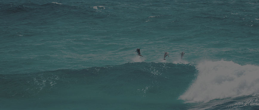 Three dolphins jump through clear blue ocean waves, creating splashes