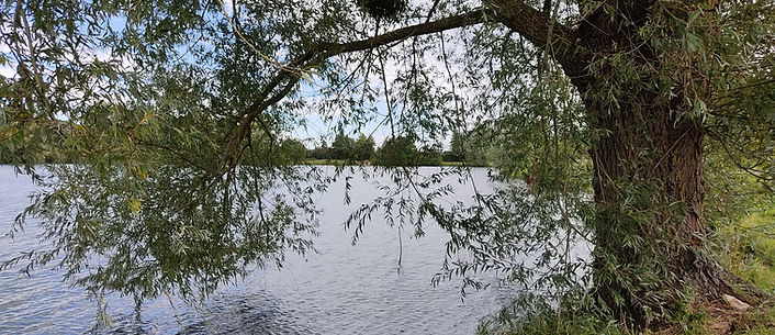 La mémoire du corps en kinésiologie