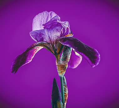 A purple iris blue 1.jpg