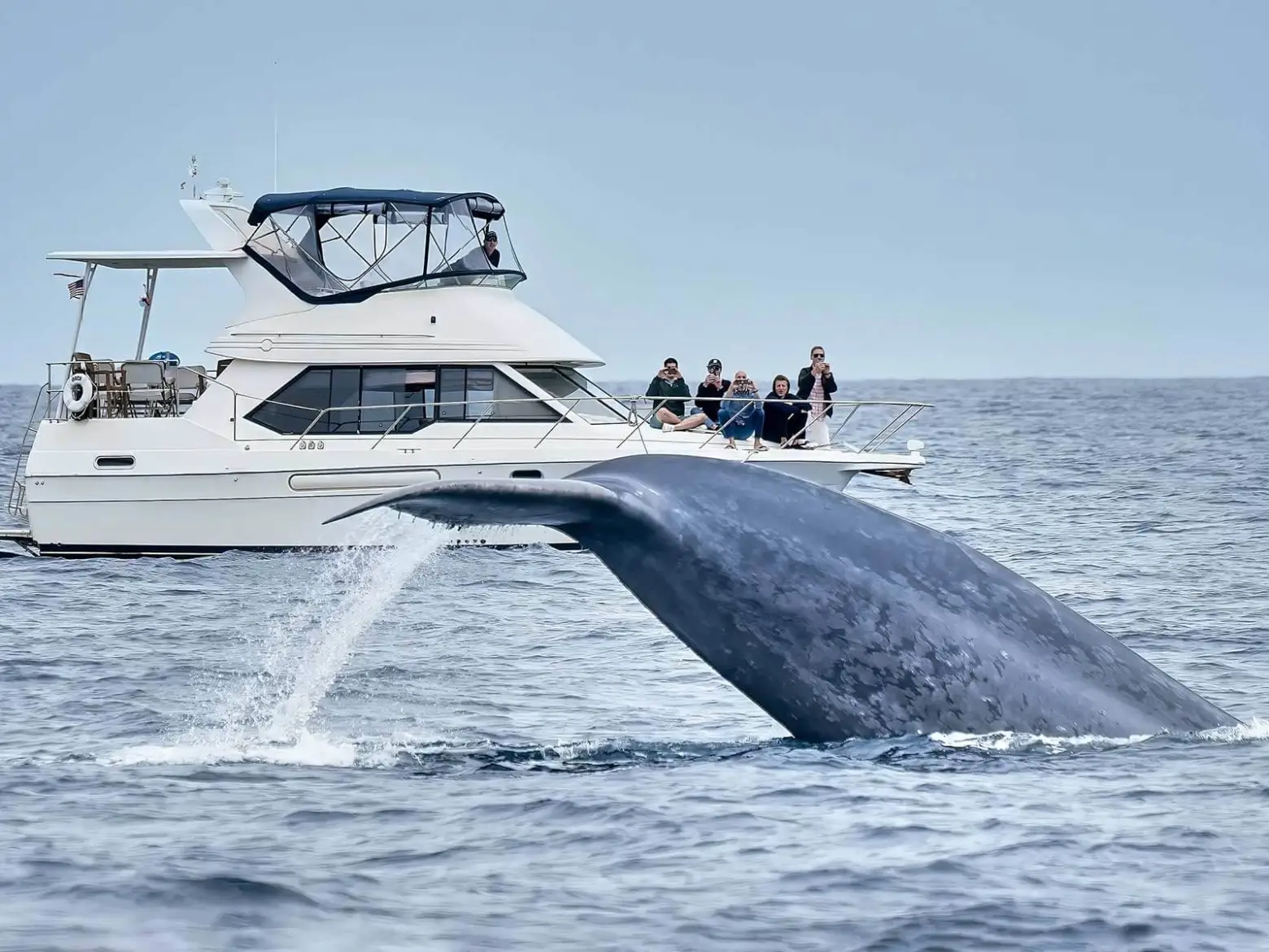 Luxury adventure tour with a private whale-watching experience in Antarctica