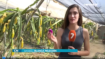 Reportaje La 7 Región de Murcia Pitaya