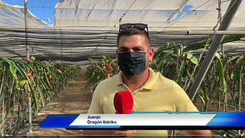Reportaje La Actualidad Águilas Pitaya Fruta del dragón
