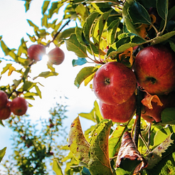 image bee fruits (1).png