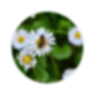 abeille qui butine une paquerette