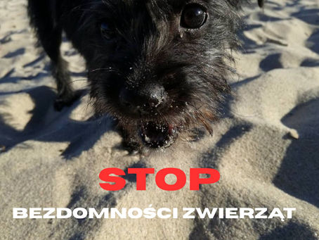 STOP BEZDOMNOŚCI ZWIERZĄT