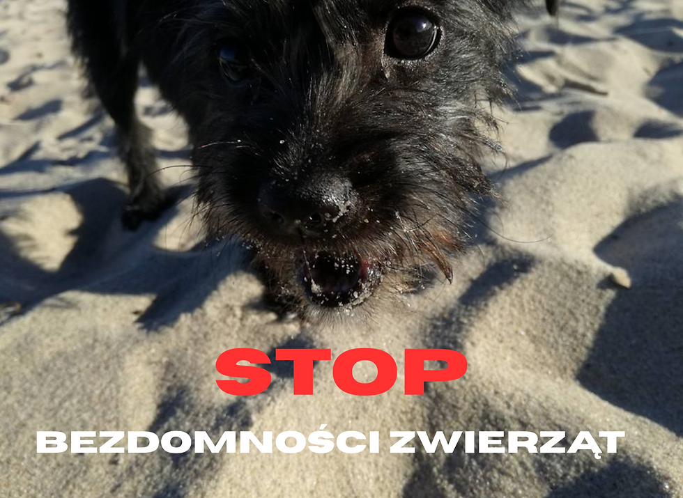 Bezpłatna kastracja i sterylizacja zwierząt właścicielskich w Redzie