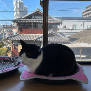 忙