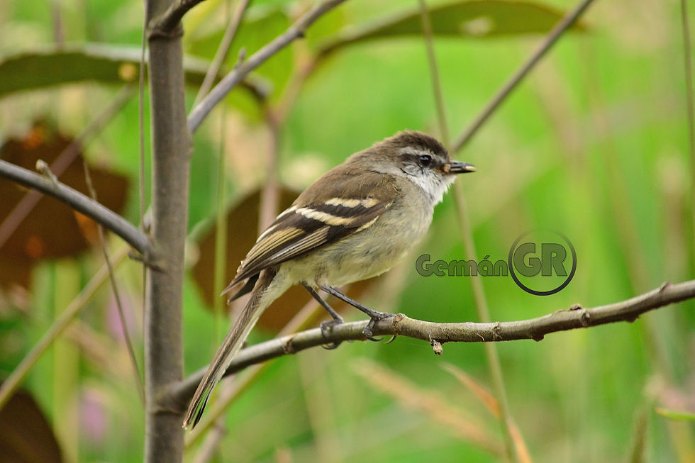 Mosquitero gris