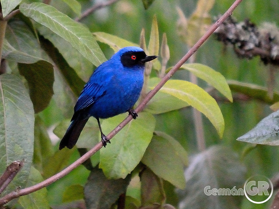 Pinchaflor enmascarado