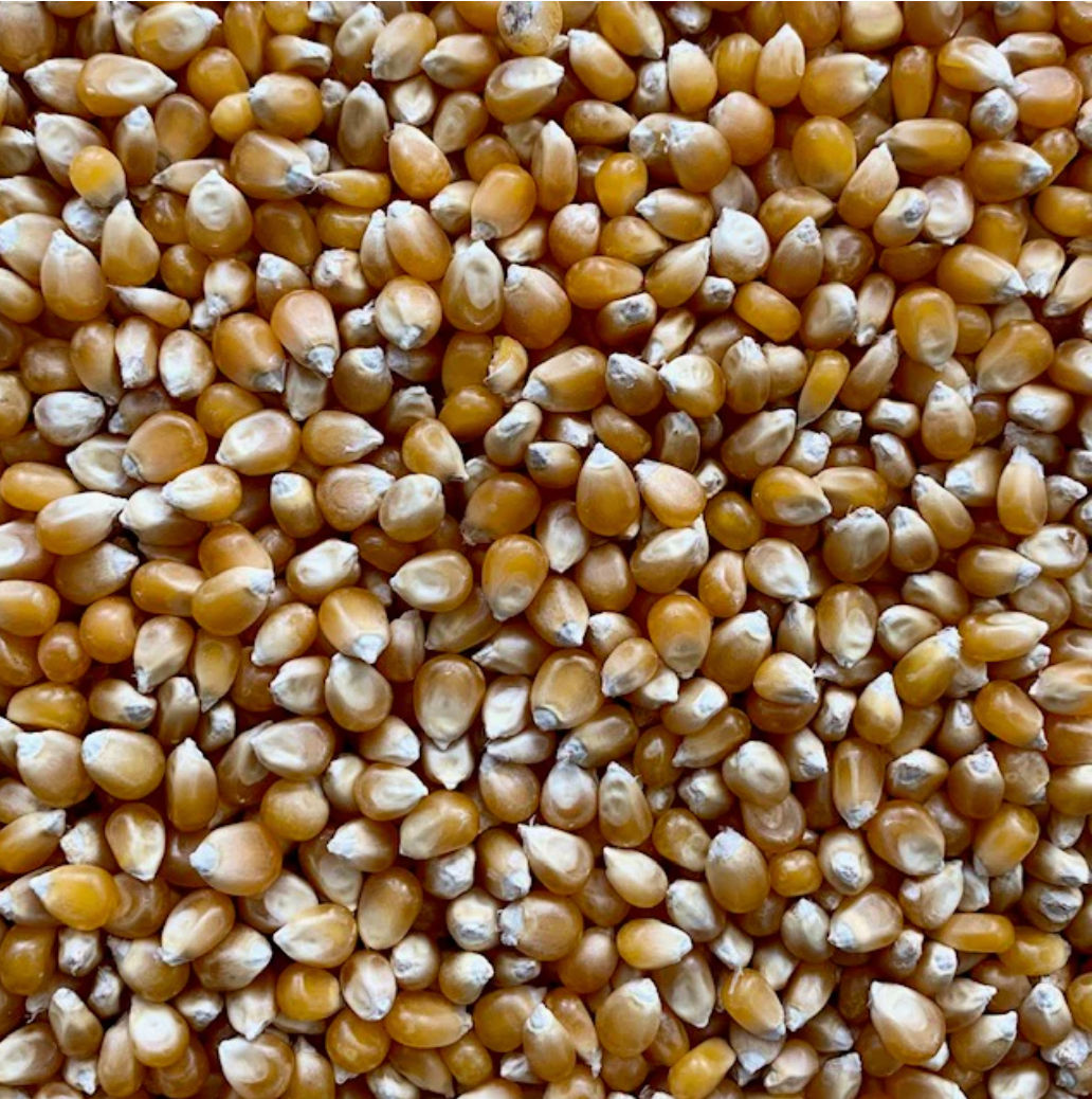 Popcorn Kernels