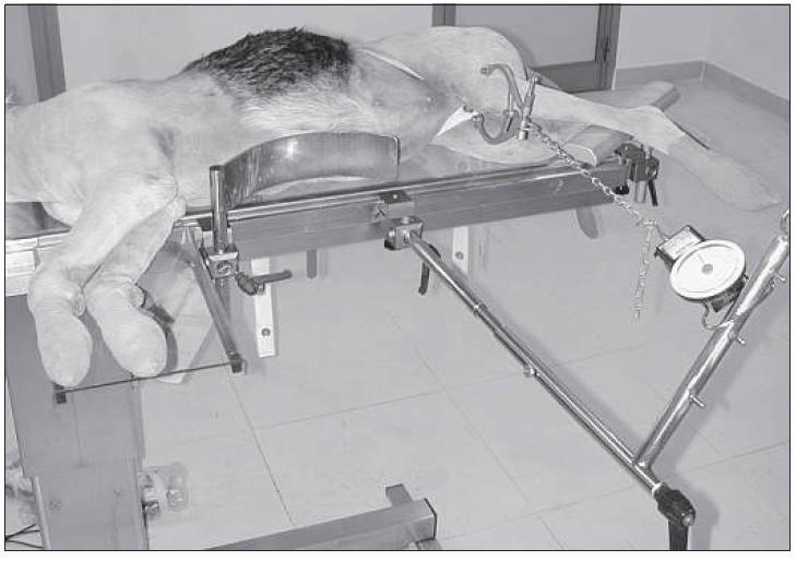 Fig. 7 Positioning for traction of the femur. The traction is exerted by a traction stirrup applied to the femoral condyle. The foot is kept elevated by a limb rest, to maintain axial alignment of the femur.