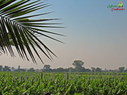 Viñedo