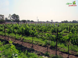 Viñedo