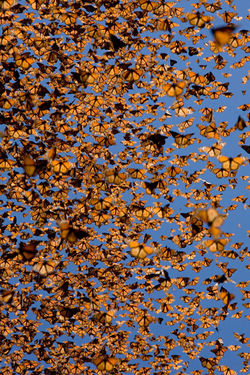 Mariposas