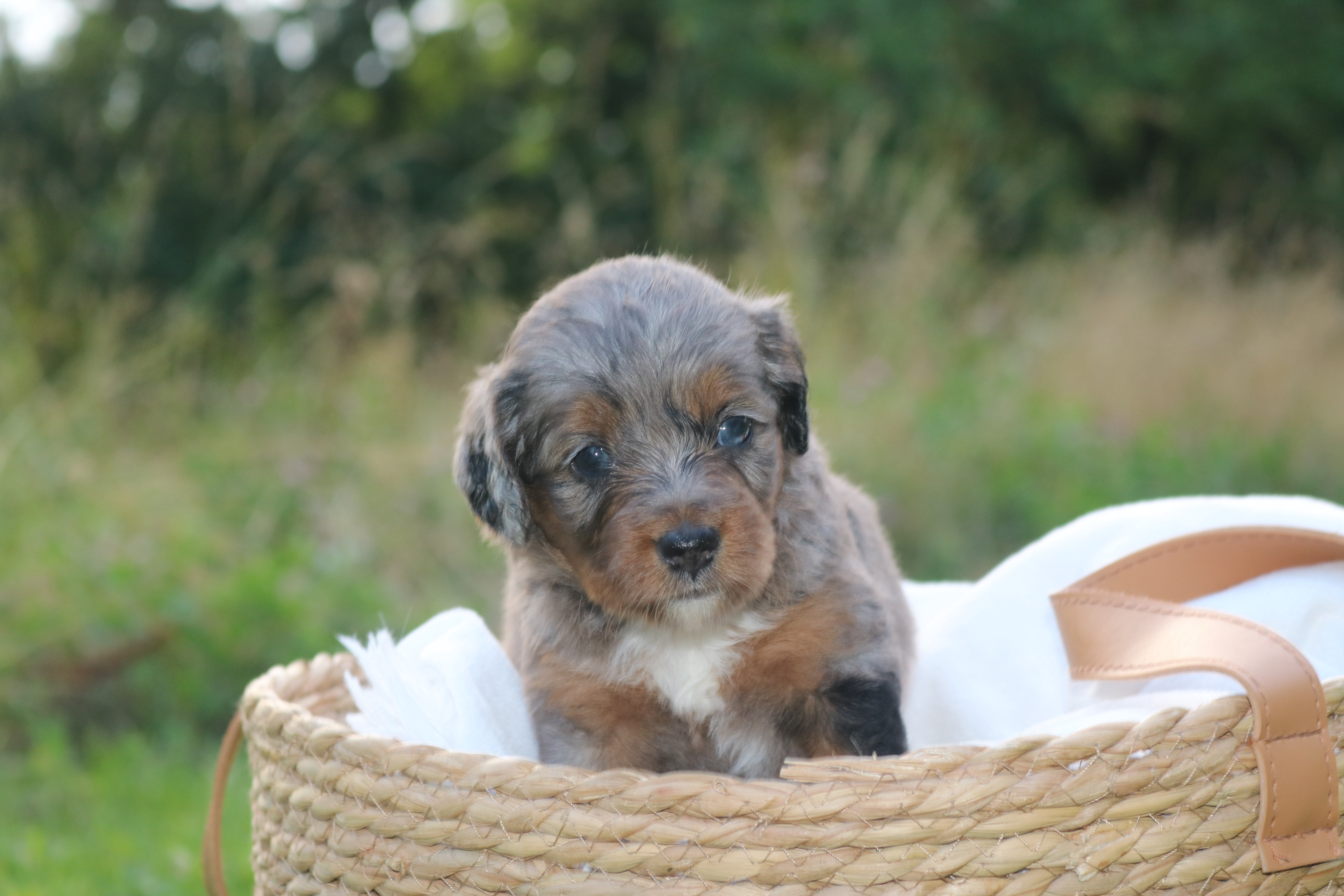 Aussiedoodle
