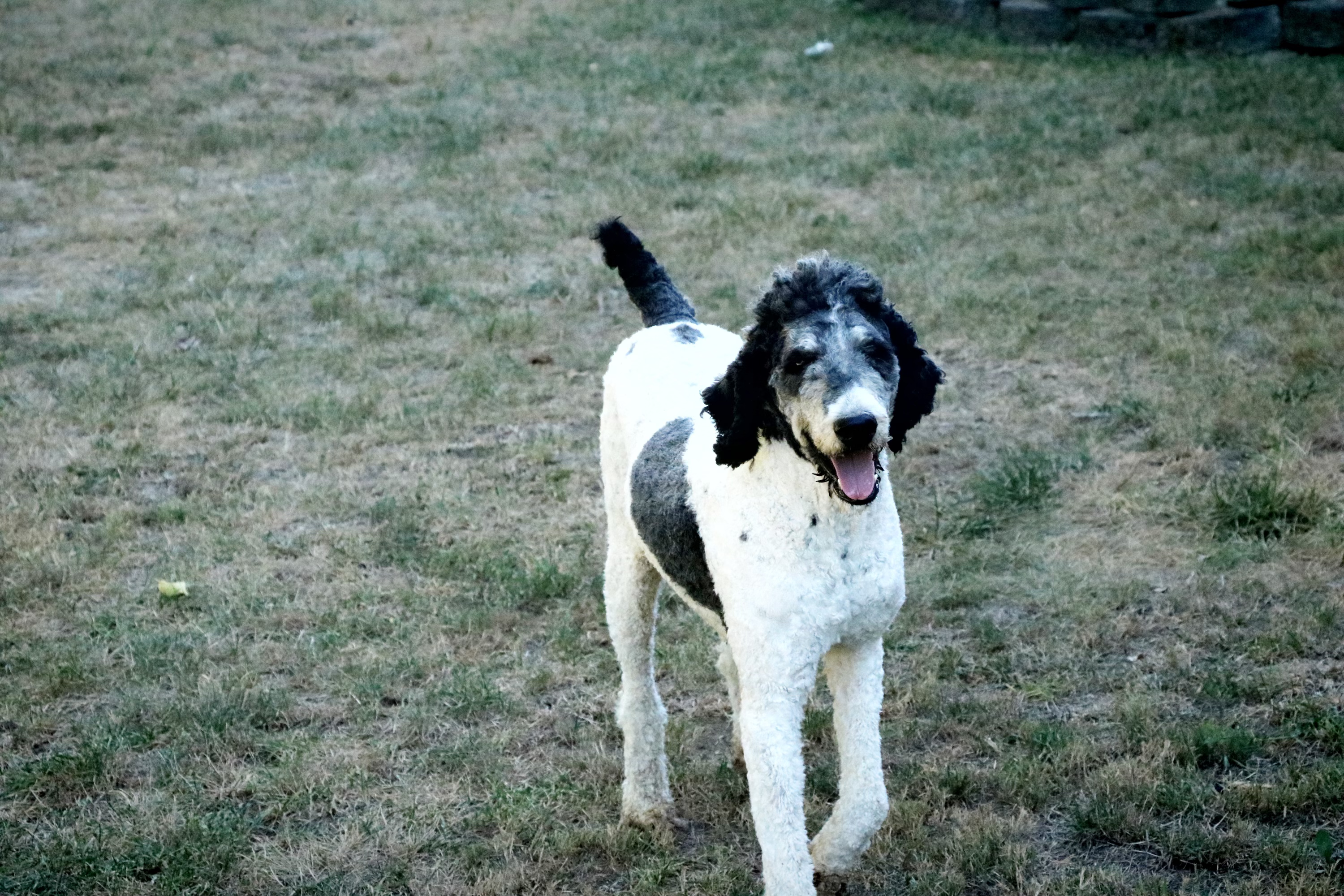 Max